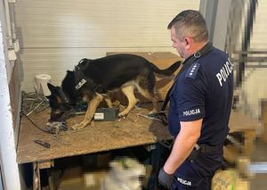 Policjant z psem podczas pracy. Pies, owczarek niemiecki stoi na stoliku, węszy. Ma założone czarne szelki  z napisem POLICJA.