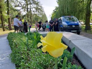 Na pierwszym planie żółty tulipan w klombie kwiatowym z betonu. W tle nieco rozmyte postaci na promenadzie.