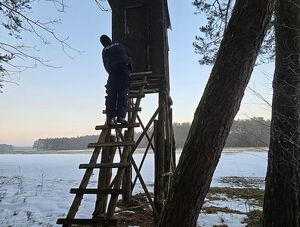Zdjęcie w kolorze przedstawia policjanta który wszedł po drabinie na ambonę obserwacyjną, w tle obszar leśny.