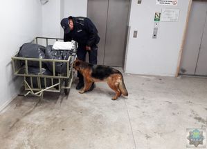 Policjanci  z psem stoi przy wózku towarowym załadowanym workami z czarnej folii, pies obwąchuje wskazane przez policjanta miejsce, za nimi drzwi do windy.