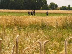 Łan zboża. Czterech policjantów sprawdza wyznaczony sektor.